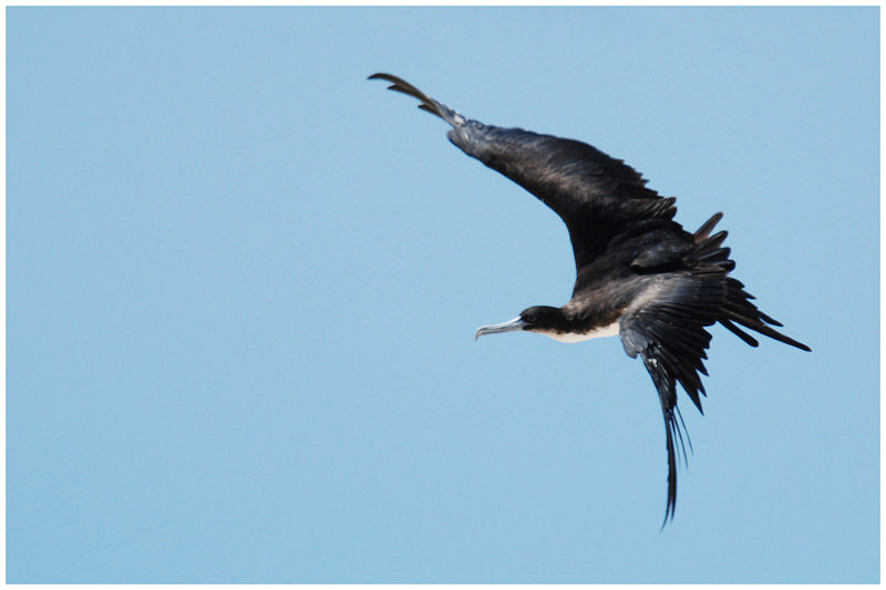 Great Frigatebird female adult