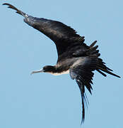 Great Frigatebird