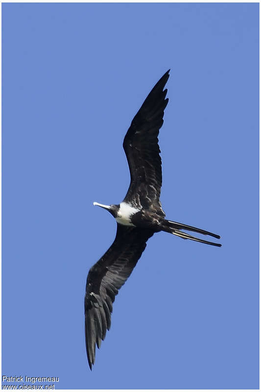 Magnificent Frigatebird female adult, Flight