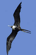 Magnificent Frigatebird