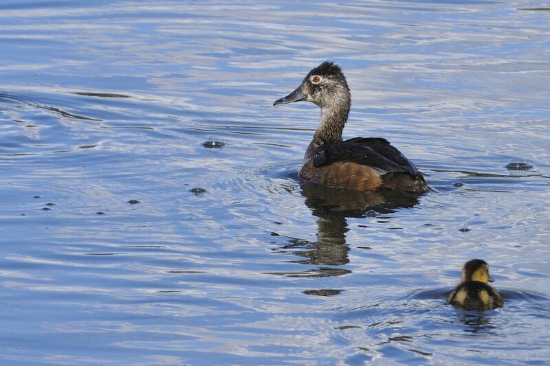 Ring-necked Duck female