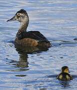 Ring-necked Duck