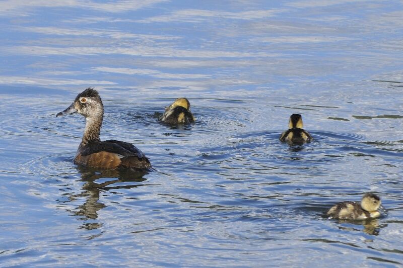 Ring-necked Duck female adult breeding