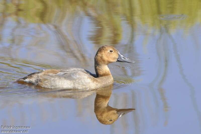 Canvasback female adult, identification