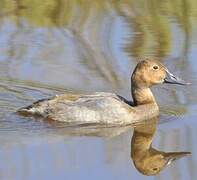 Canvasback