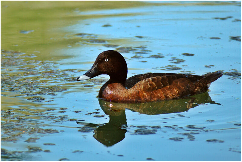 Hardhead male adult