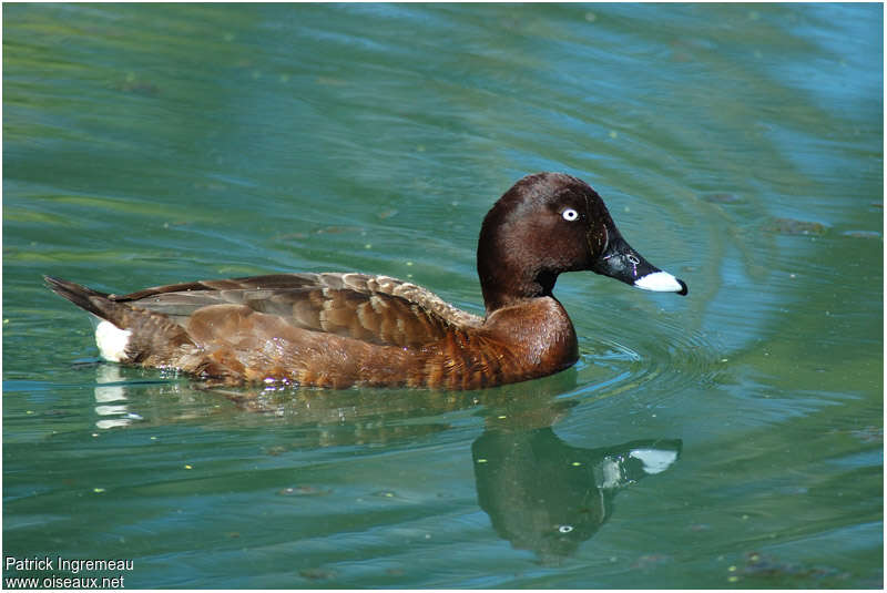 Hardhead male adult