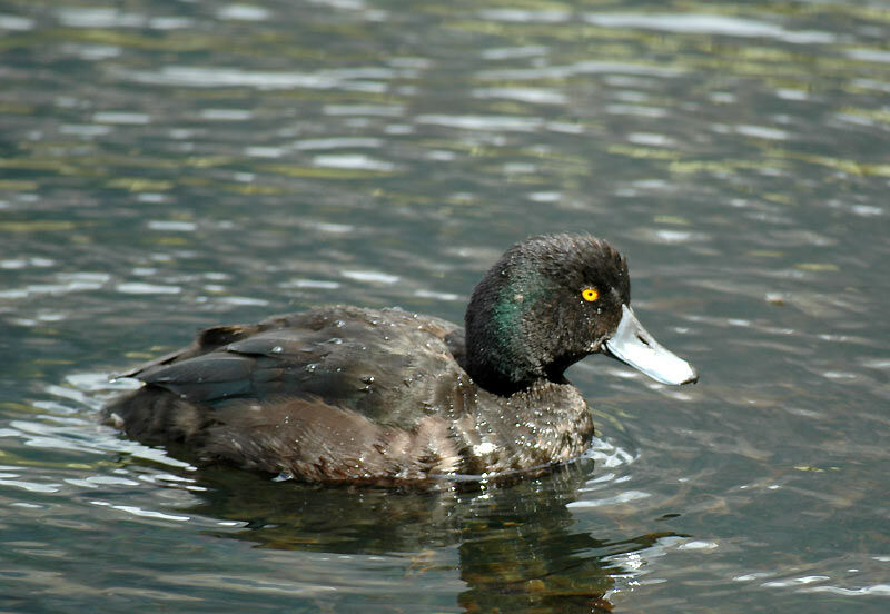 New Zealand Scaup