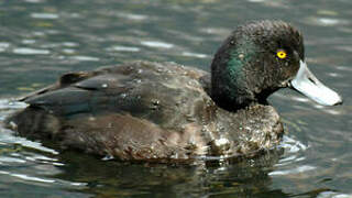 New Zealand Scaup