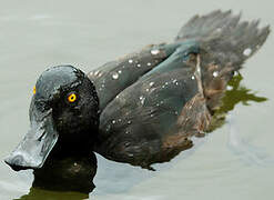 New Zealand Scaup