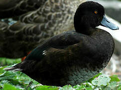 New Zealand Scaup