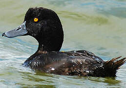 New Zealand Scaup