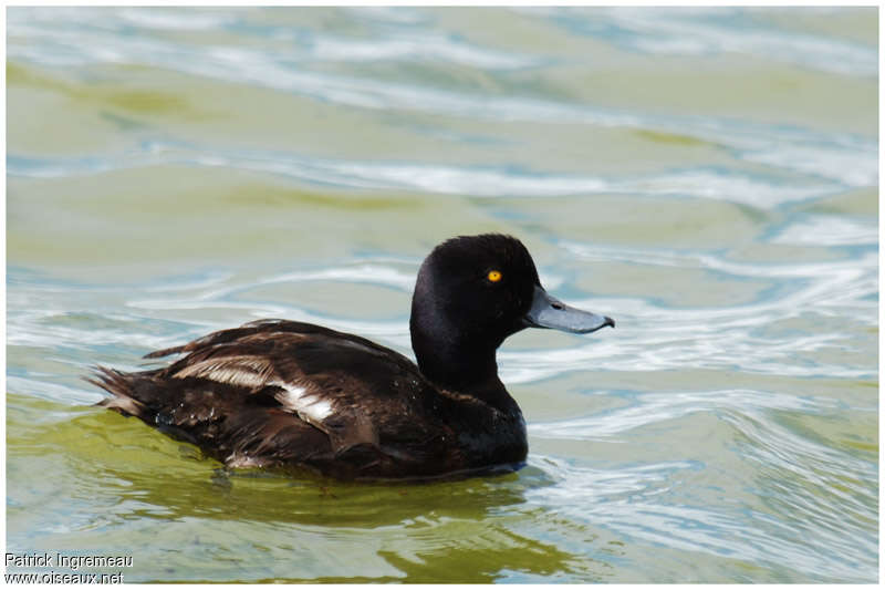 Fuligule de Nouvelle-Zélande mâle adulte, identification