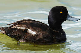 New Zealand Scaup