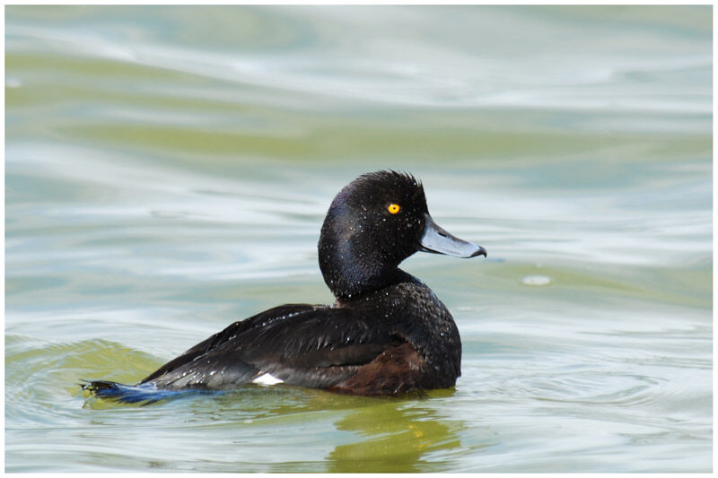 New Zealand Scaup male adult