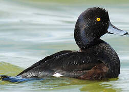 New Zealand Scaup