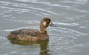 Greater Scaup