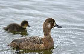 Greater Scaup