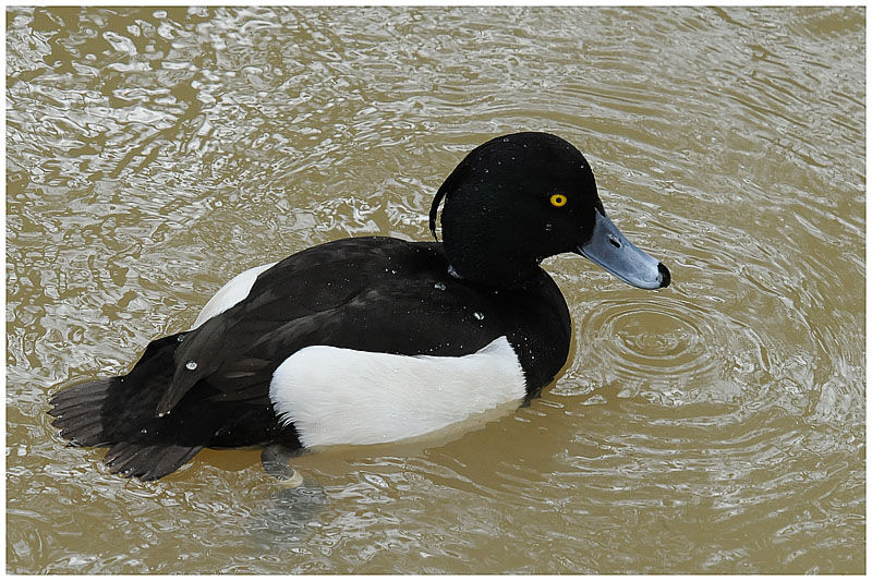 Fuligule morillon mâle adulte