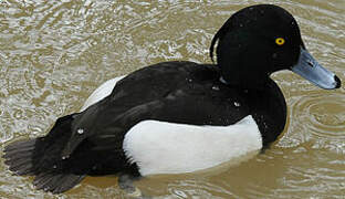 Tufted Duck