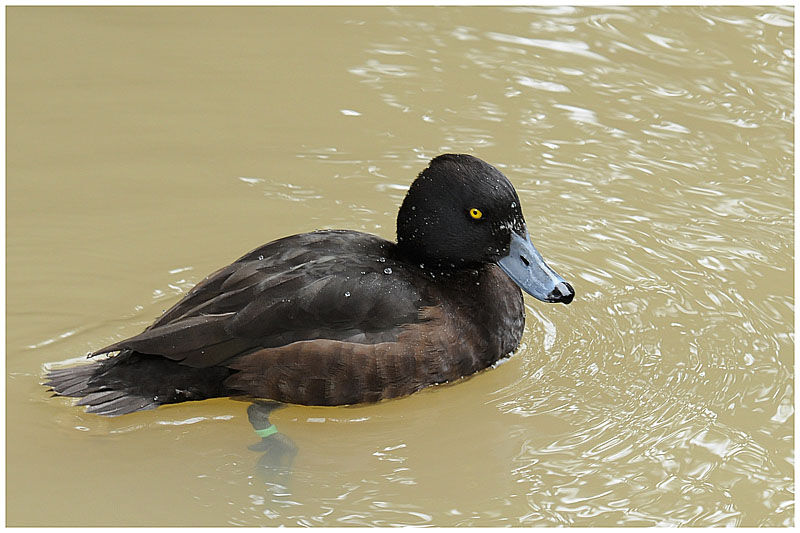 Tufted Duck female adult