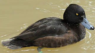 Tufted Duck