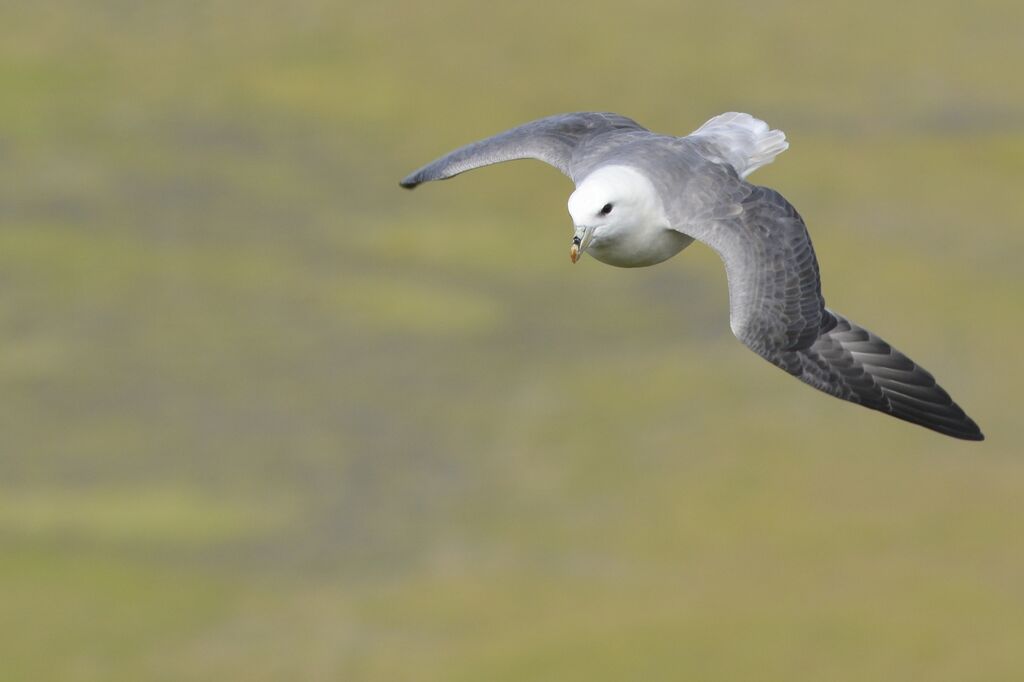 Fulmar boréaladulte