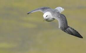 Fulmar boréal