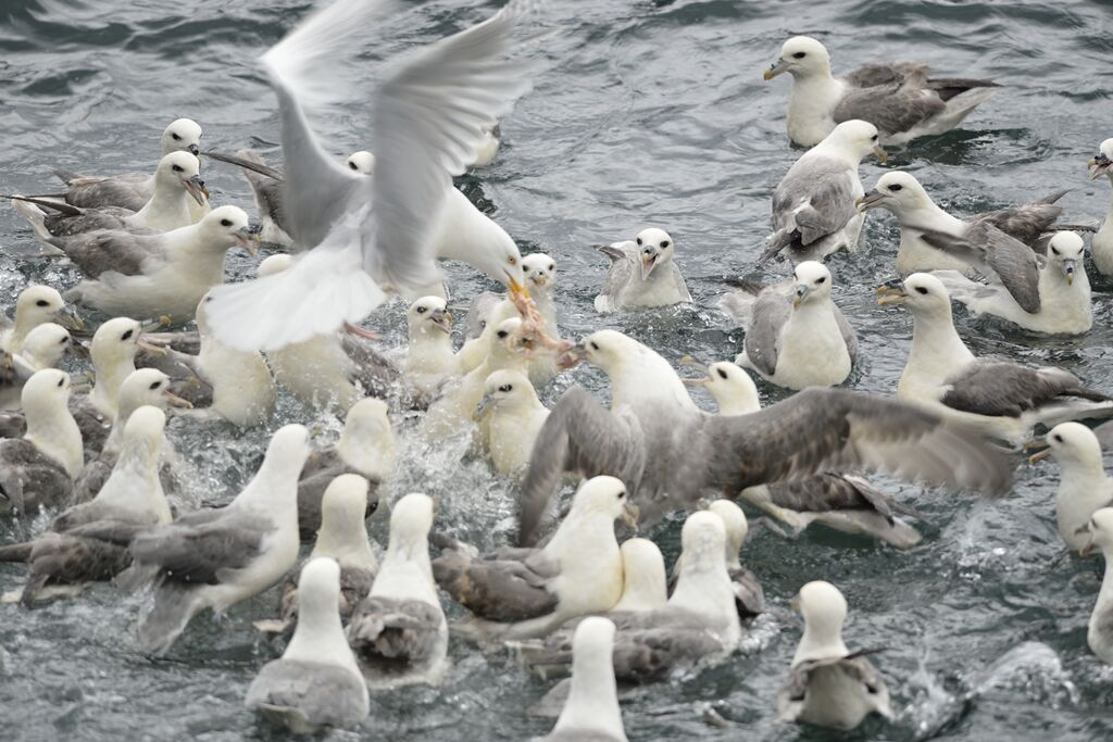 Northern Fulmar