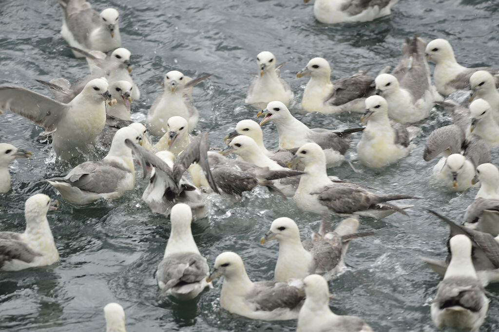 Northern Fulmar