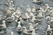 Fulmar boréal