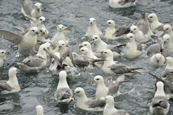 Fulmar boréal