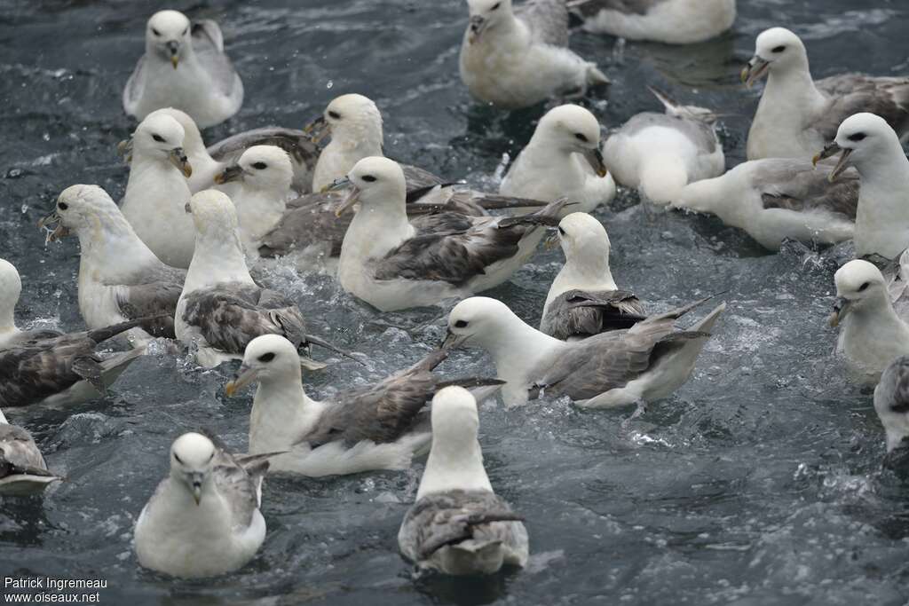 Northern Fulmaradult, fishing/hunting, Behaviour