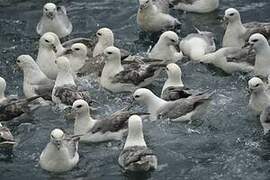 Northern Fulmar