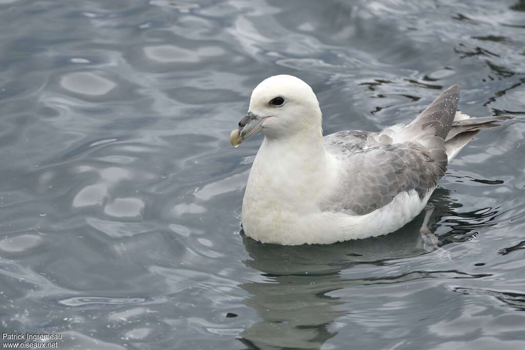 Fulmar boréaladulte