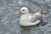 Fulmar boréal