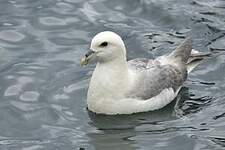 Fulmar boréal