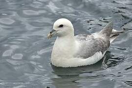Fulmar boréal