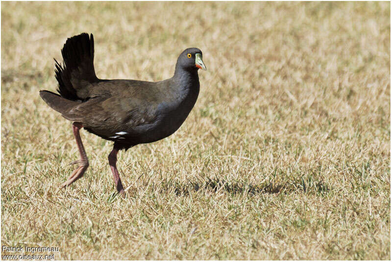 Gallinule aborigèneadulte