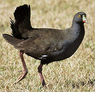 Gallinule aborigène