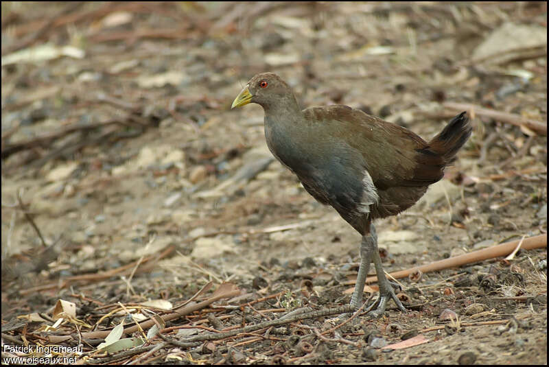 Gallinule de Tasmanieadulte