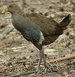 Gallinule de Tasmanie