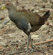 Gallinule de Tasmanie