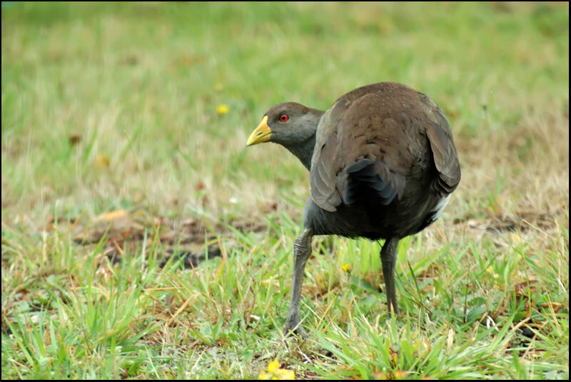 Gallinule de Tasmanieadulte