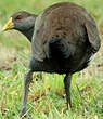 Gallinule de Tasmanie