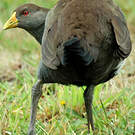 Gallinule de Tasmanie