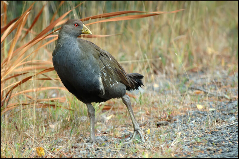 Gallinule de Tasmanieadulte