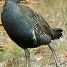 Gallinule de Tasmanie