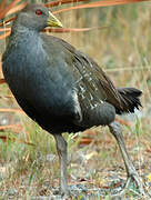 Tasmanian Nativehen