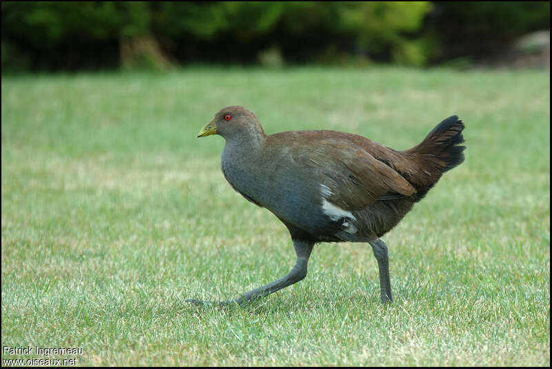 Gallinule de Tasmanieadulte